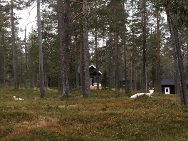 Yllaes Suistotie Cottage Äkäslompolo Buitenkant foto